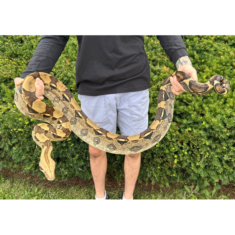 Adult Columbian Red-Tailed Boa Constrictor (Male)