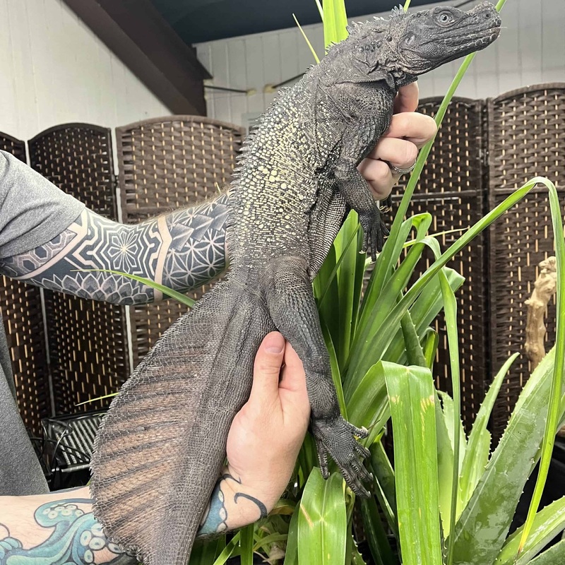 Adult Sulawesi Sailfin Dragons For Sale