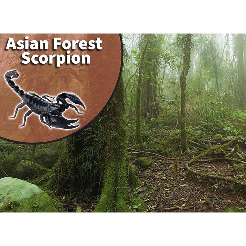 Asian Forest Scorpion (Heterometrus species) Bioactive Vivarium Kit 12″ x 12″ or 10 gallon