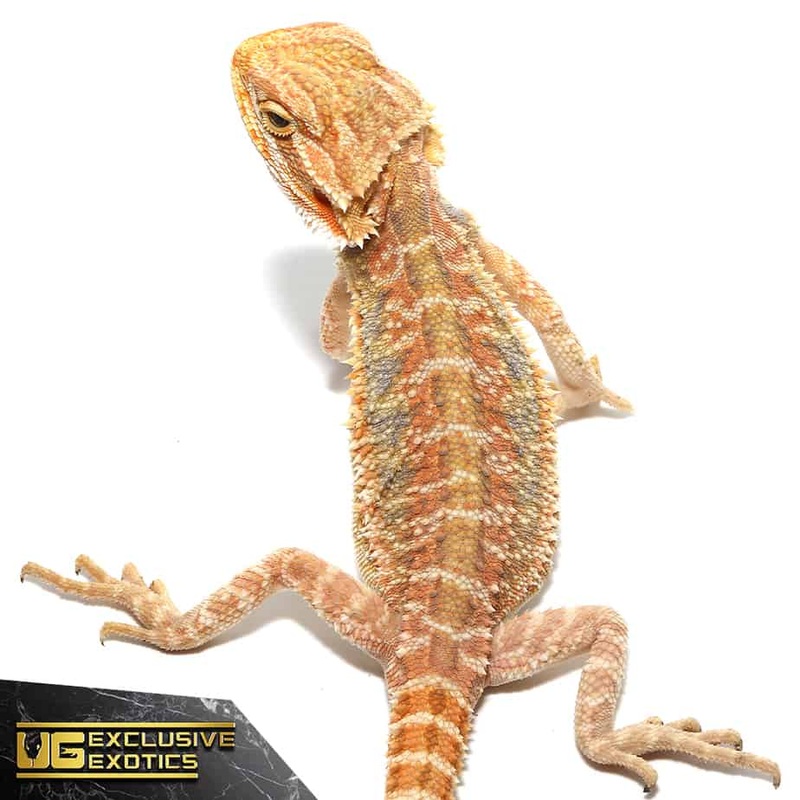 Baby Butterscotch Bearded Dragon For Sale