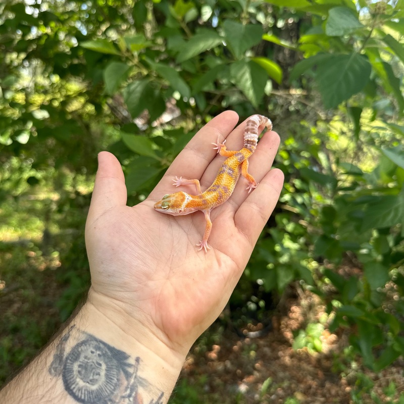 Baby Tangerine Tornado x Hylgo Leopard Gecko