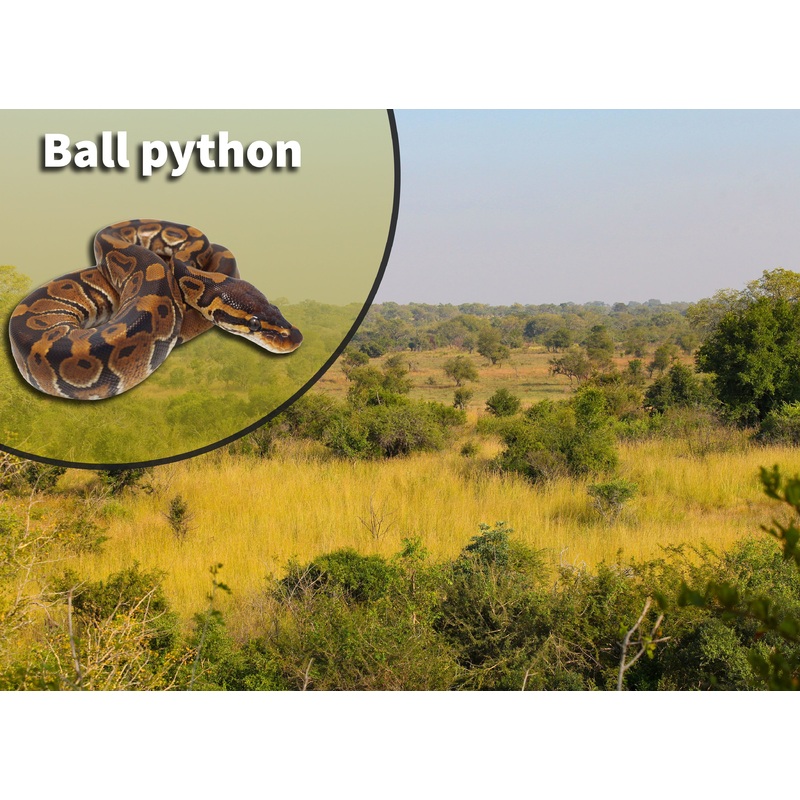 Ball Python (Python regius) Bioactive Vivarium Kit 10 gallon