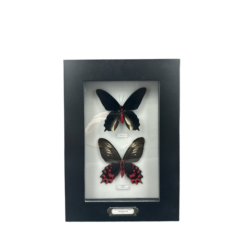 Blood Red Vampire Butterfly – Male + Female (Atrophaneura semperi albofasciata) – 5×9″ Frame