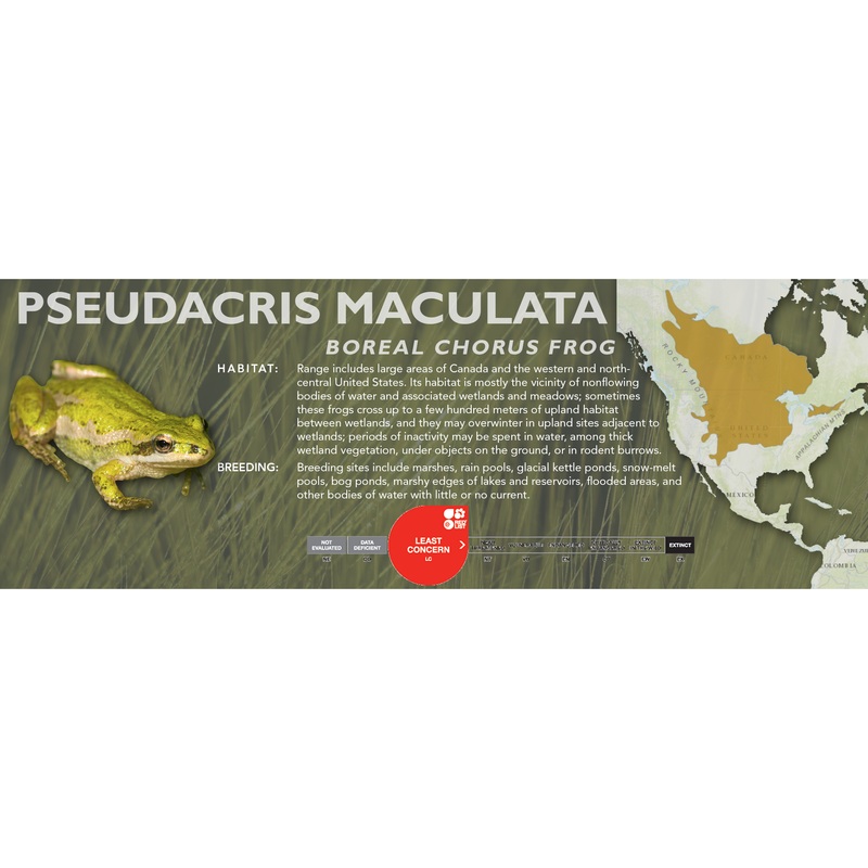 Boreal Chorus Frog (Pseudacris maculata) – Classic Vivarium Label