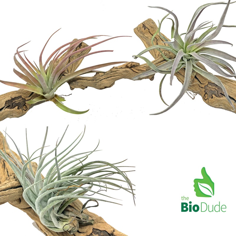 Bromeliad Tillandsia 3-Pack *The Dude’s Choice*