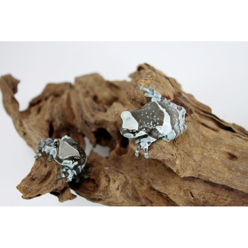 CB Amazon Milk Frog