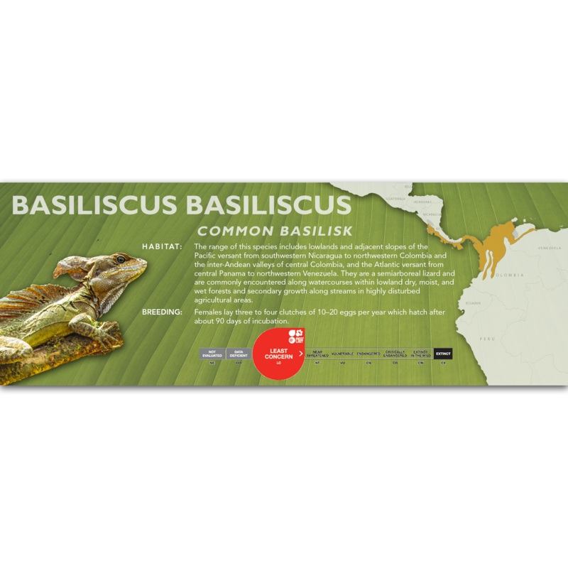 Common Basilisk (Basiliscus basiliscus) Classic Vivarium Label