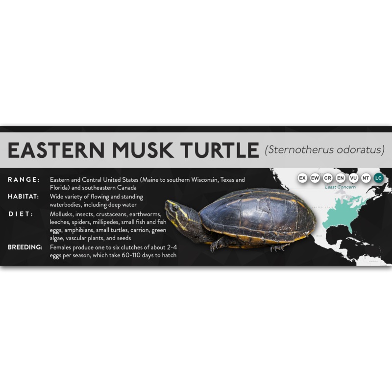 Eastern Musk Turtle (Sternotherus odoratus) – X Label Laminated Paper
