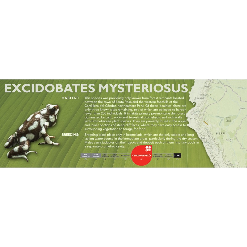 Excidobates mysteriosus – Classic Vivarium Label