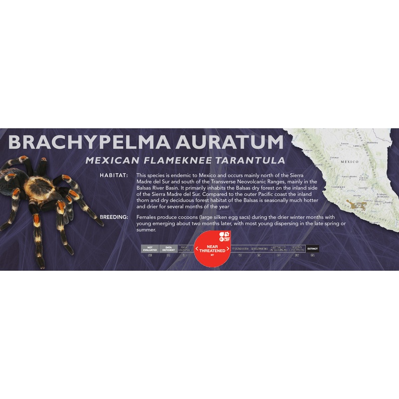 Mexican Flameknee Tarantula (Brachypelma auratum) – Classic Vivarium Label