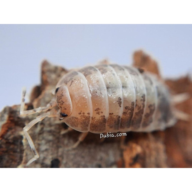 “Milkback” Isopods (Porcellio laevis)