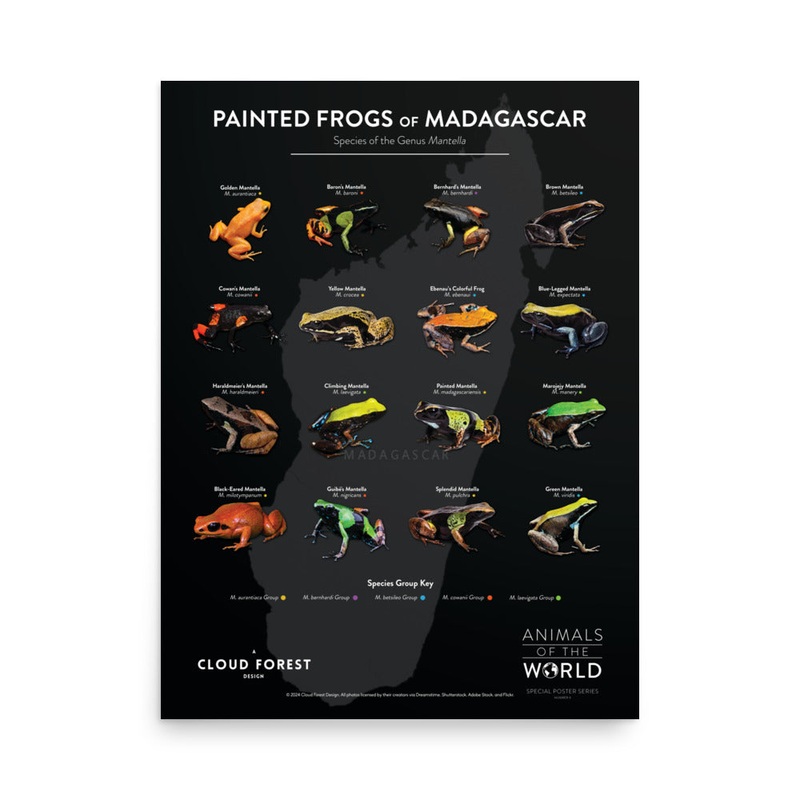 Painted Frogs of Madagascar – 18″ x 24″ Poster – Animals of the World Poster Series #6