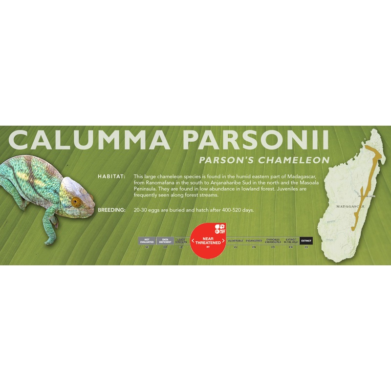 Parson’s Chameleon (Calumma parsonii) Classic Vivarium Label White Lipped