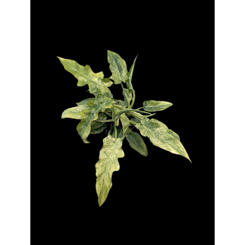 Philodendron Bob Cee Variegated 4″ Pot