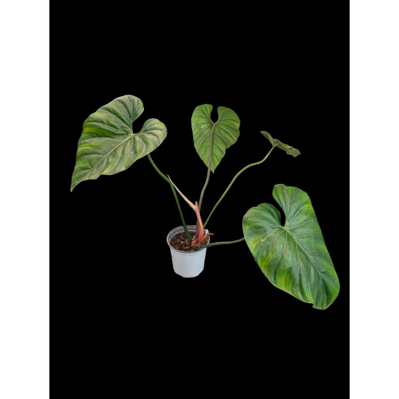 Philodendron Colombia 3.5″ Pot