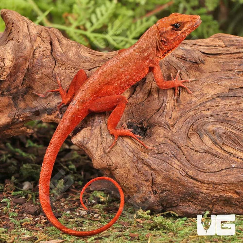 Red Chili Pepper Anoles For Sale