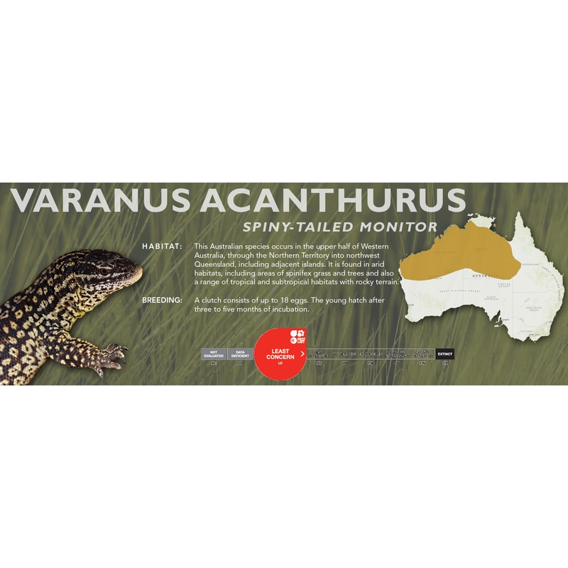 Spiny-Tailed Monitor (Varanus acanthurus) Classic Vivarium Label
