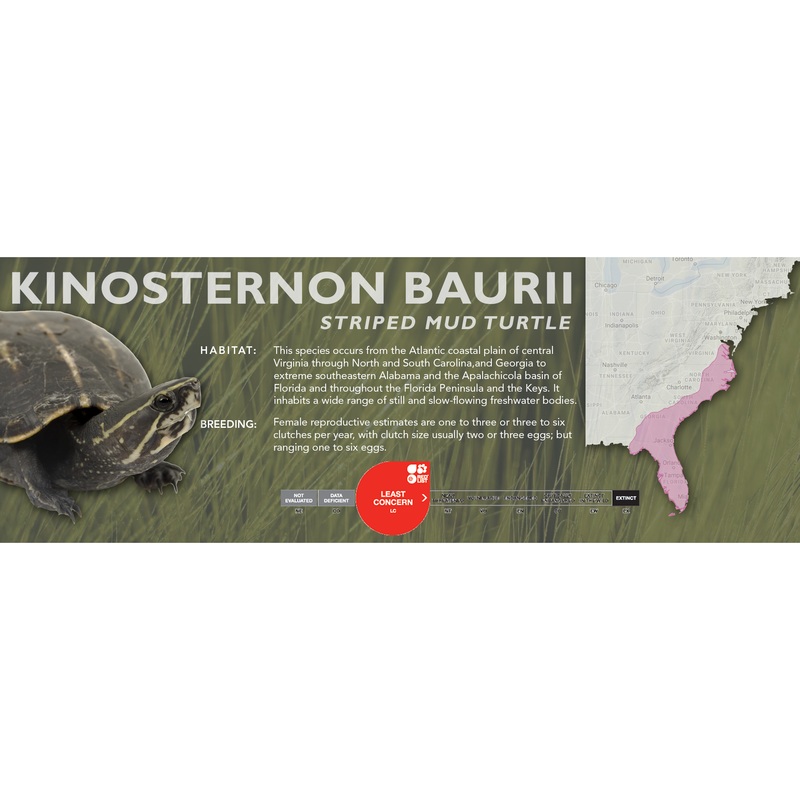 Striped Mud Turtle (Kinosternon baurii) – Classic Vivarium Label