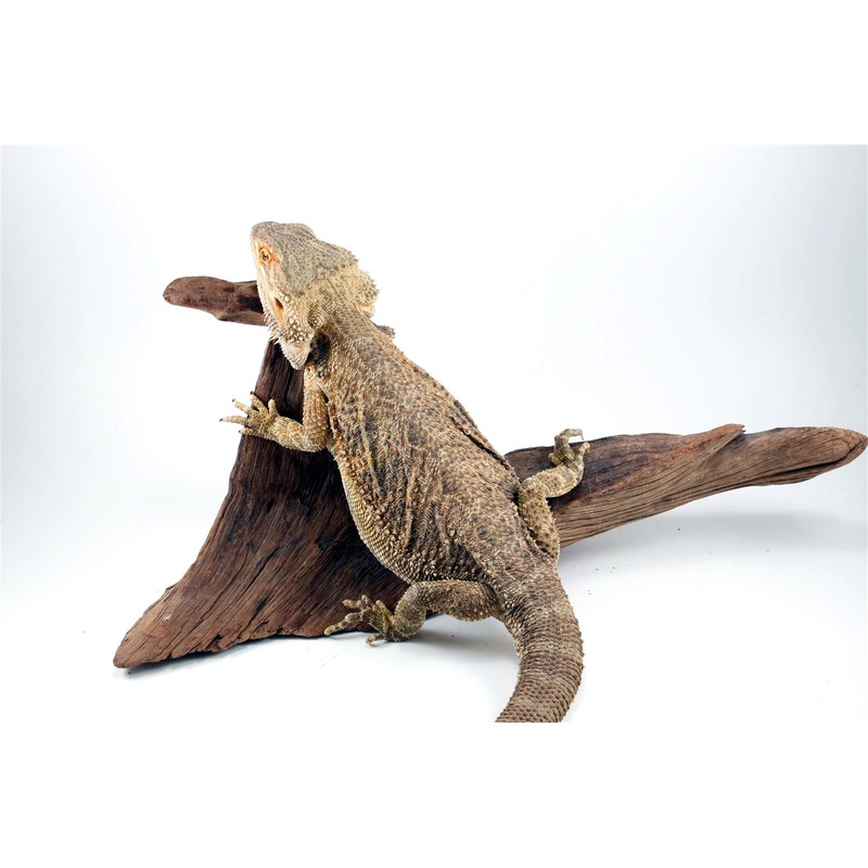 Adult Bearded Dragon