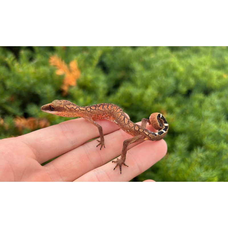 Adult Malaysian Cat Eyed Gecko (Female 1)