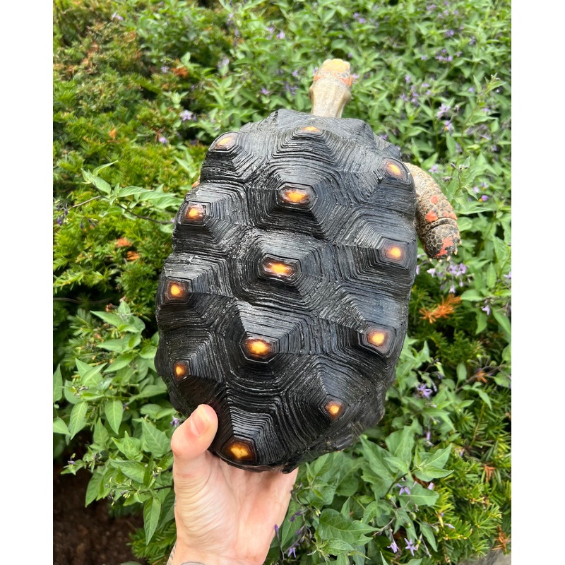 Adult Red Foot Tortoise (Female)