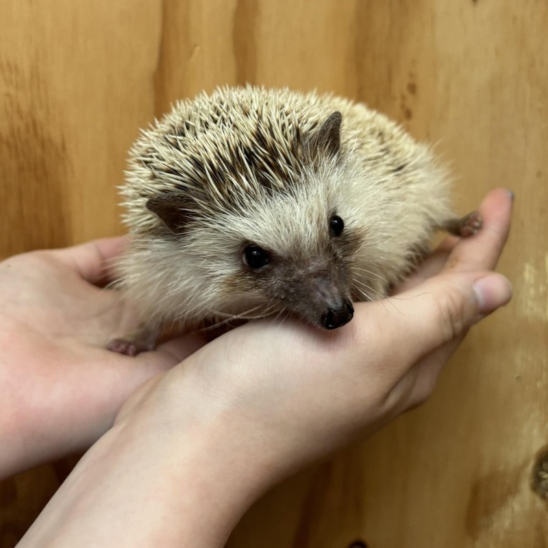 African Pygmy Hedgehog For Sale – Harry