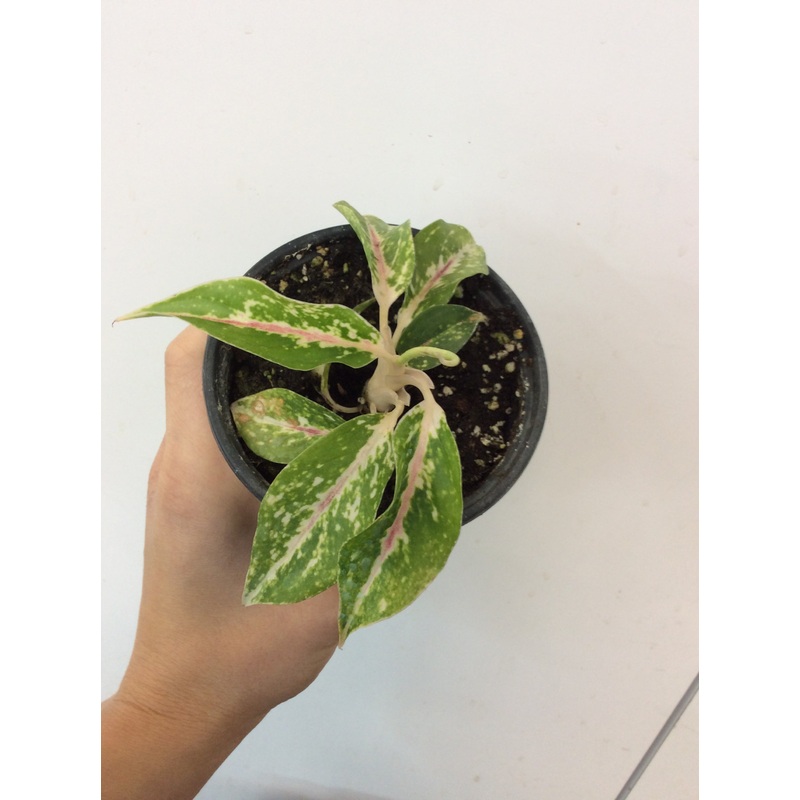 Aglaonema ‘Star Shining’ 4″ pot