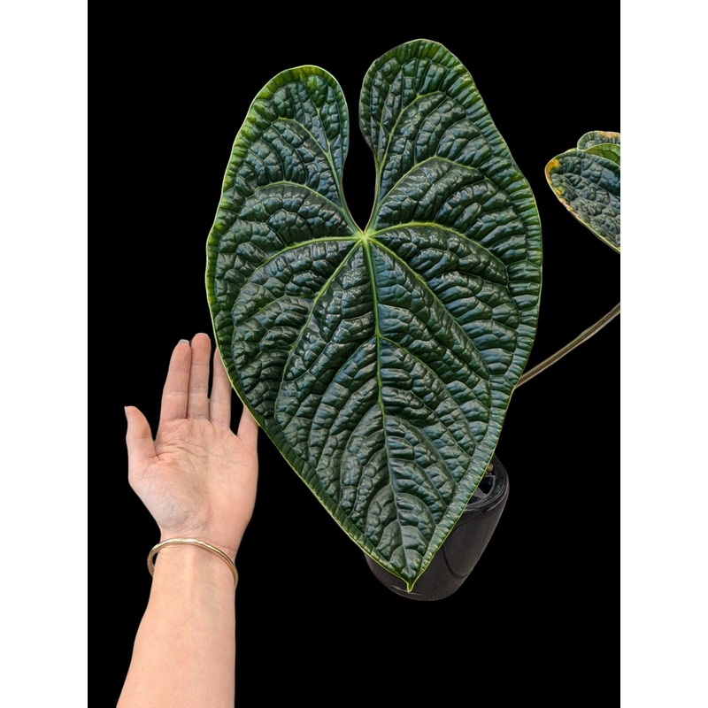 Anthurium Luxurians in black Lechuza pot