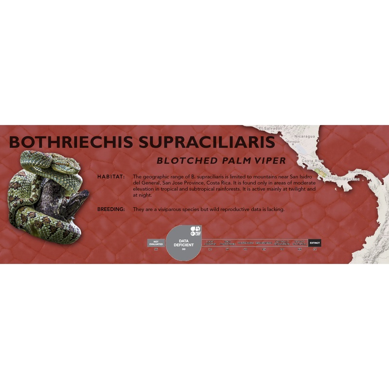 Blotched Palm Viper (Bothriechis supraciliaris) Classic Vivarium Label Original