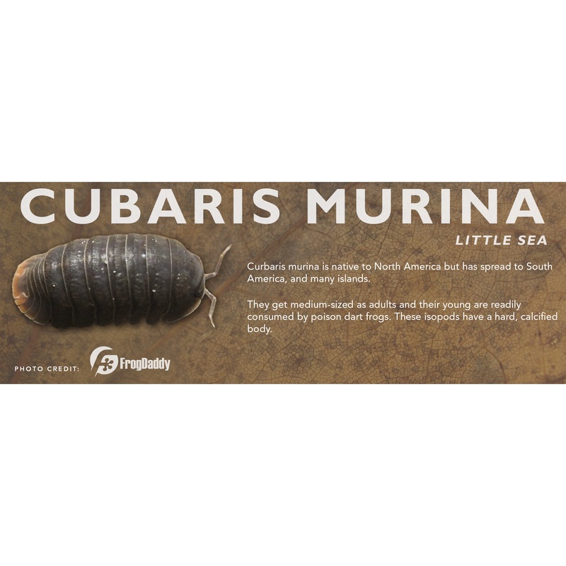Cubaris murina – Isopod Label Standard Size 7″ x 2.5″
