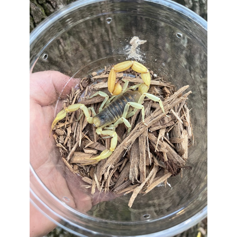 Desert Hairy Scorpion