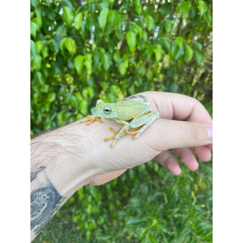 Emerald Eye Tree Frog