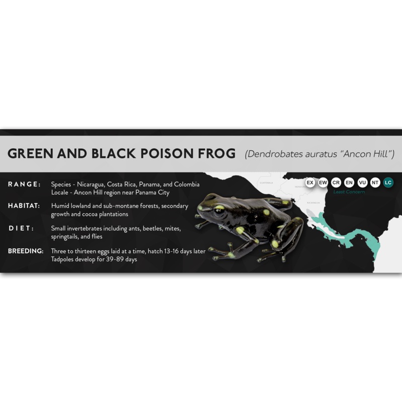 Green and Black Poison Frog (Dendrobates auratus) – X Label Ancon Hill Laminated Paper