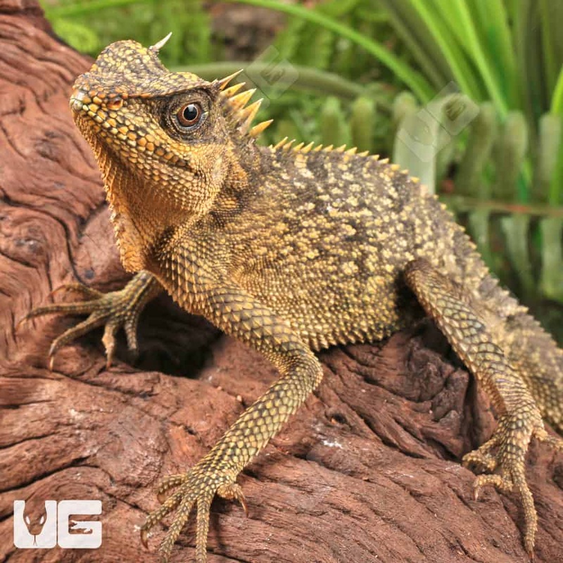 Mountain Horned Lizards For Sale
