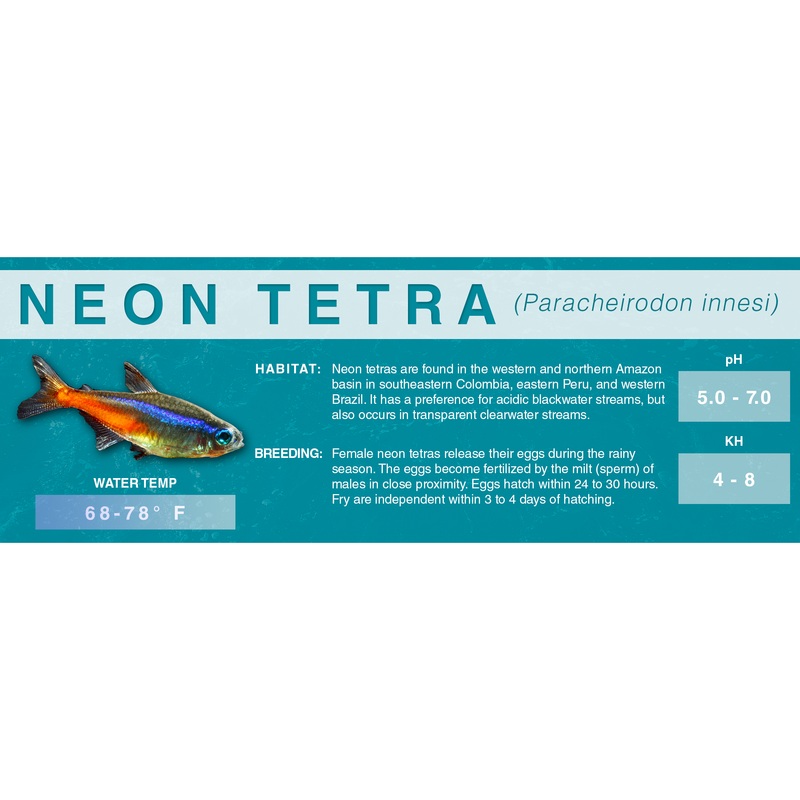 Neon Tetra (Paracheirodon innesi) – Classic Aquarium Label Standard Size (7″x 2.5″)