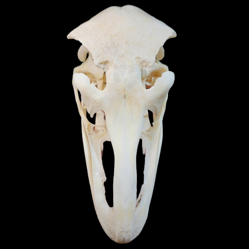 Ostrich Skull