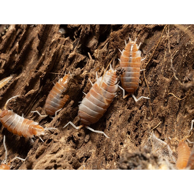 “Red Koi” Isopods (Porcellionoides pruinosus)