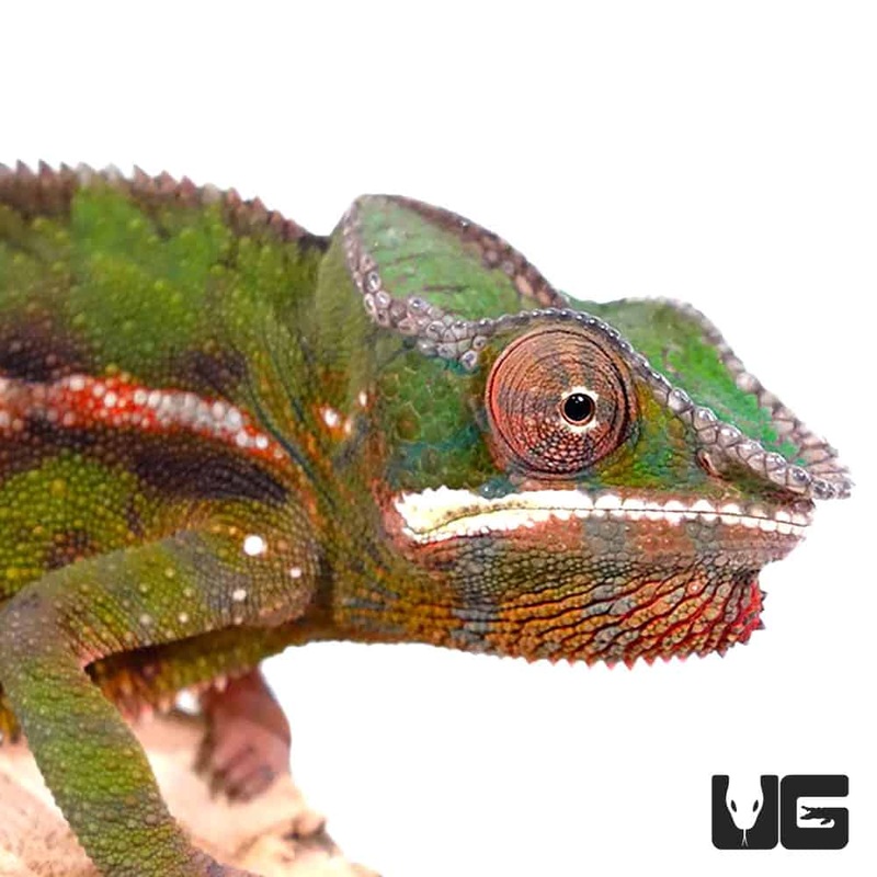 Sambava Panther Chameleons For Sale
