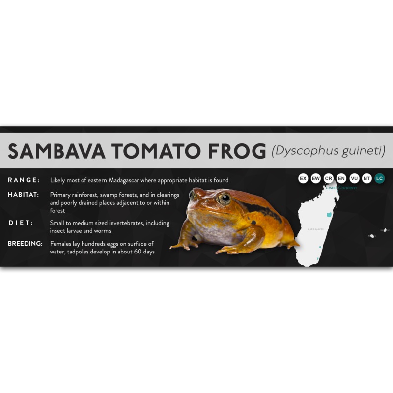 Sambava Tomato Frog (Dyscophus guineti) – X Label Laminated Paper