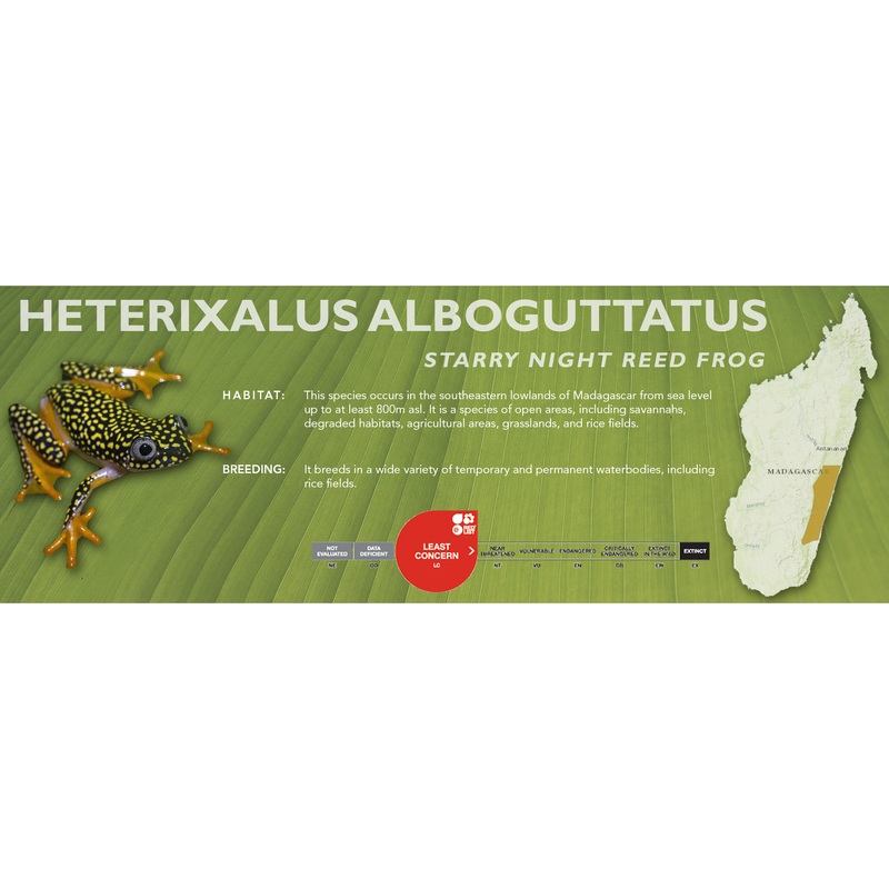 Starry Night Reed Frog (Heterixalus alboguttatus) – Classic Vivarium Label