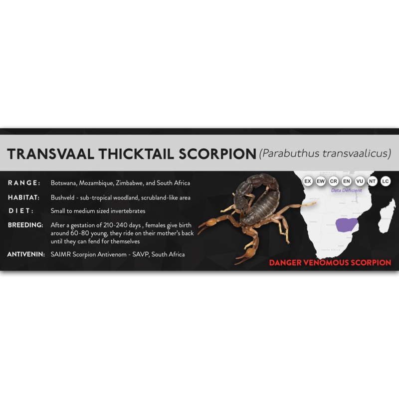Transvaal Thicktail Scorpion (Parabuthus transvaalicus) – X Label Regular Size (7″ x 2.5″) Laminated Paper
