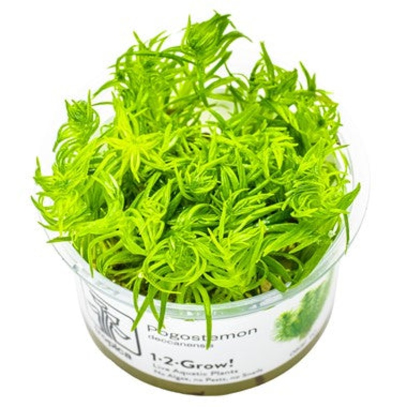 Tropica Pogostemon deccanensis 1-2-Grow