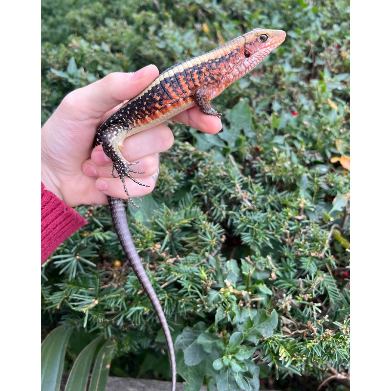 Yellow-Throated Plated Lizard