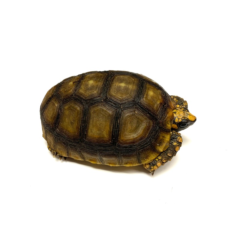 5-6 Yellow Foot Tortoise