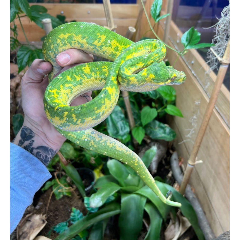 Adult Biak Green Tree Python (Male 1)
