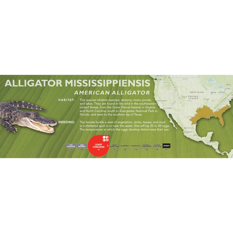 American Alligator (Alligator mississippiensis) – Classic Vivarium Label