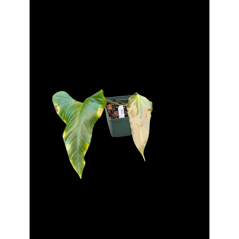 Anthurium effusilobum
