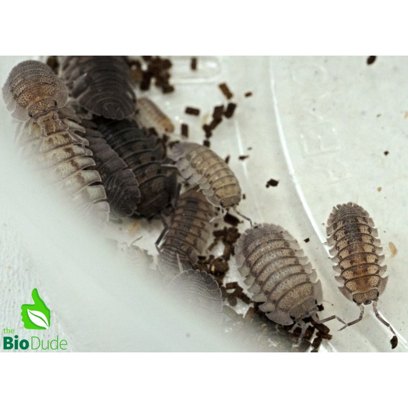 Armadillidium peraccae Isopods FREE SHIPPING 10 Count