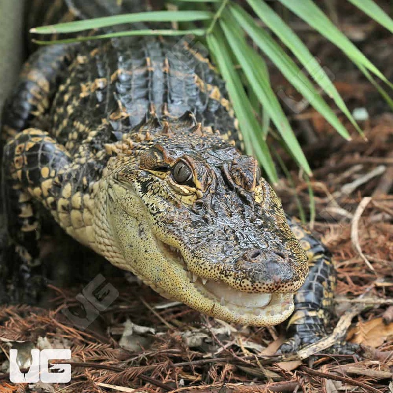 Baby American Alligator For Sale