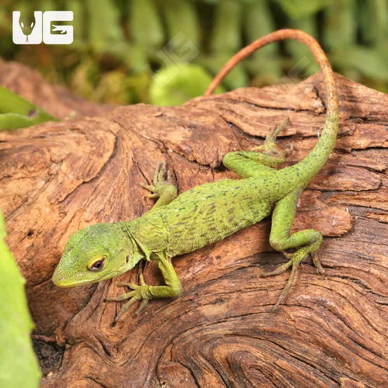 Baby Neotropical Green Anoles(Anolis biporcatus) For Sale